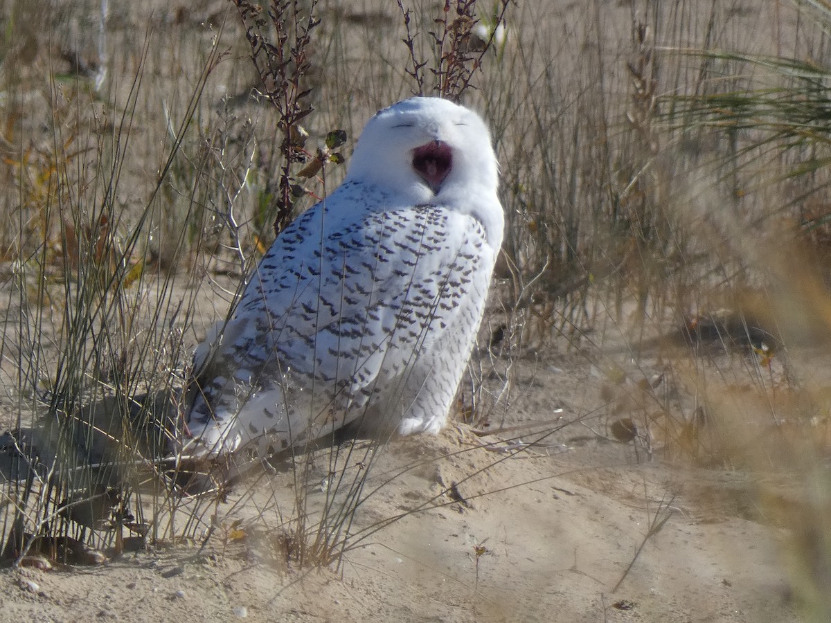 Snowy Owl - ML611158600