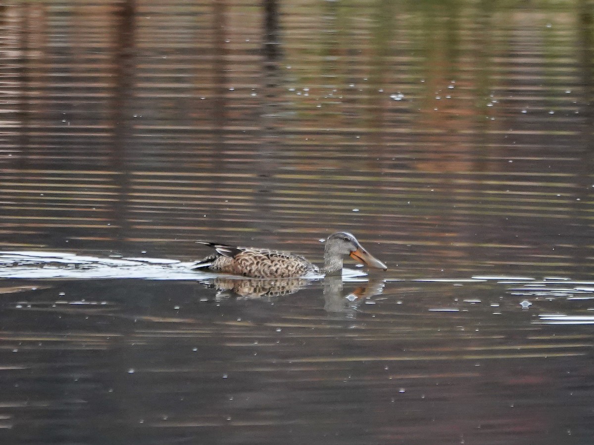 Northern Shoveler - ML611158609