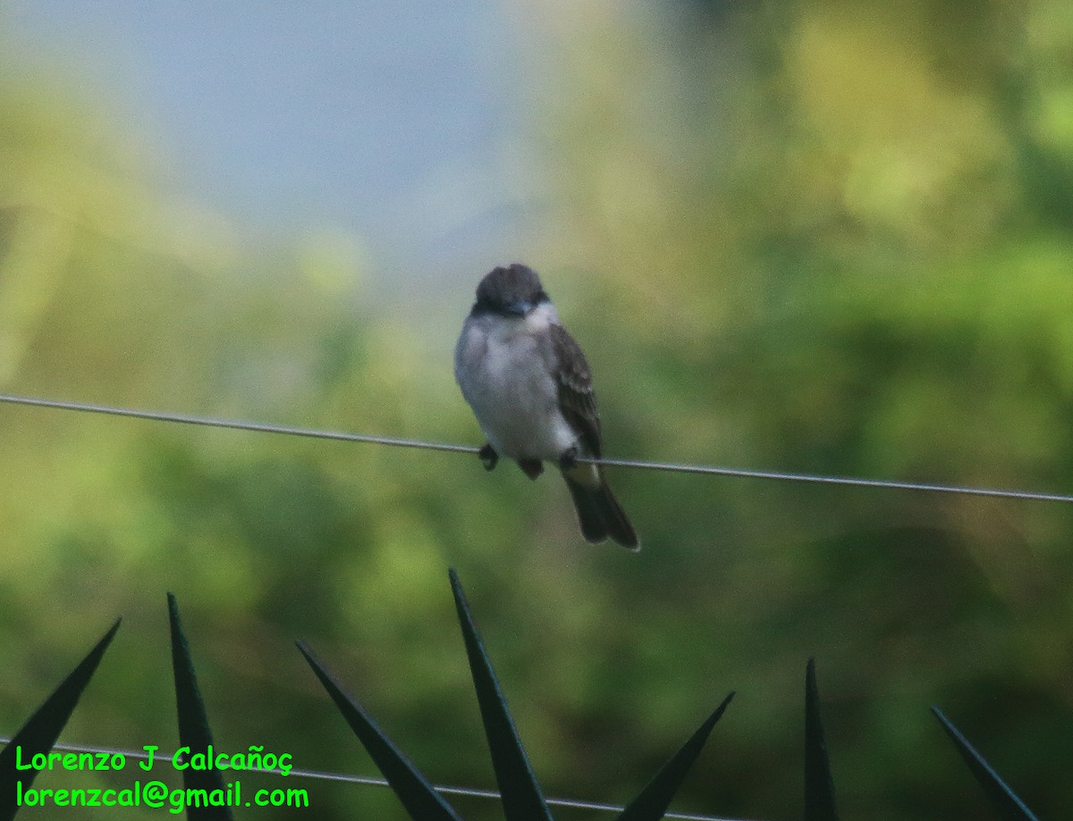 Gray Kingbird - ML611158657