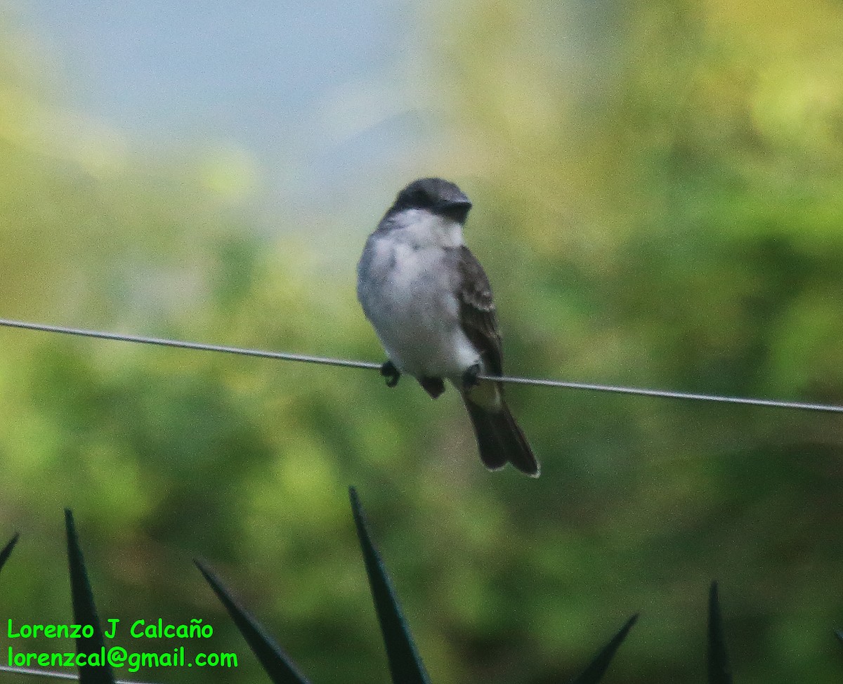 Gray Kingbird - ML611158662