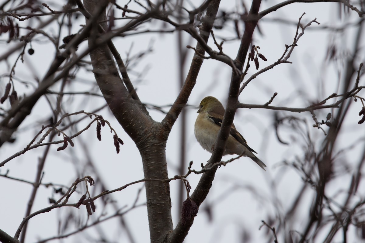 American Goldfinch - ML611158664