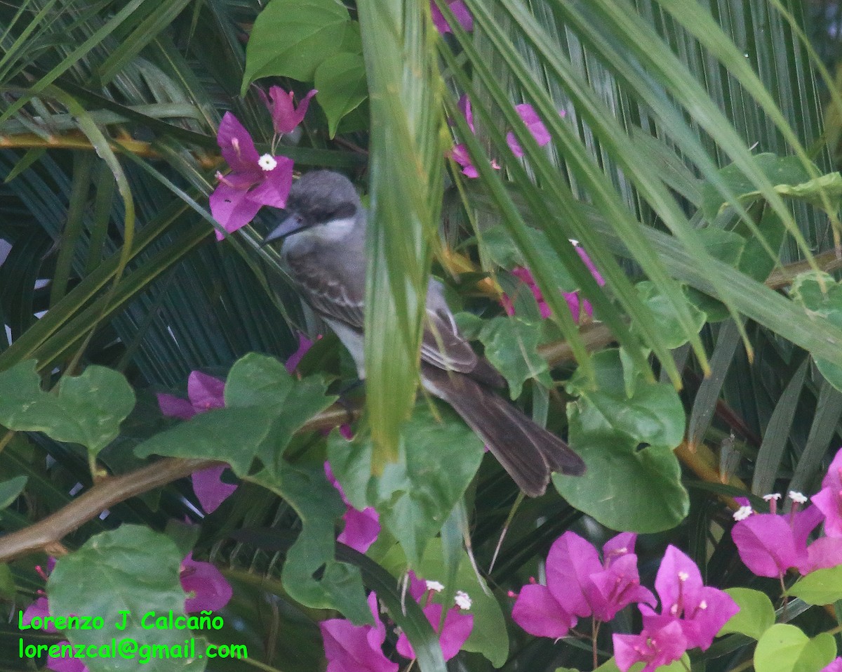 Gray Kingbird - ML611158672