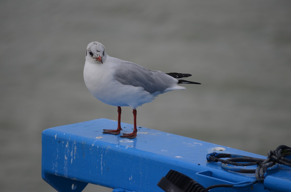 Mouette rieuse - ML611158706