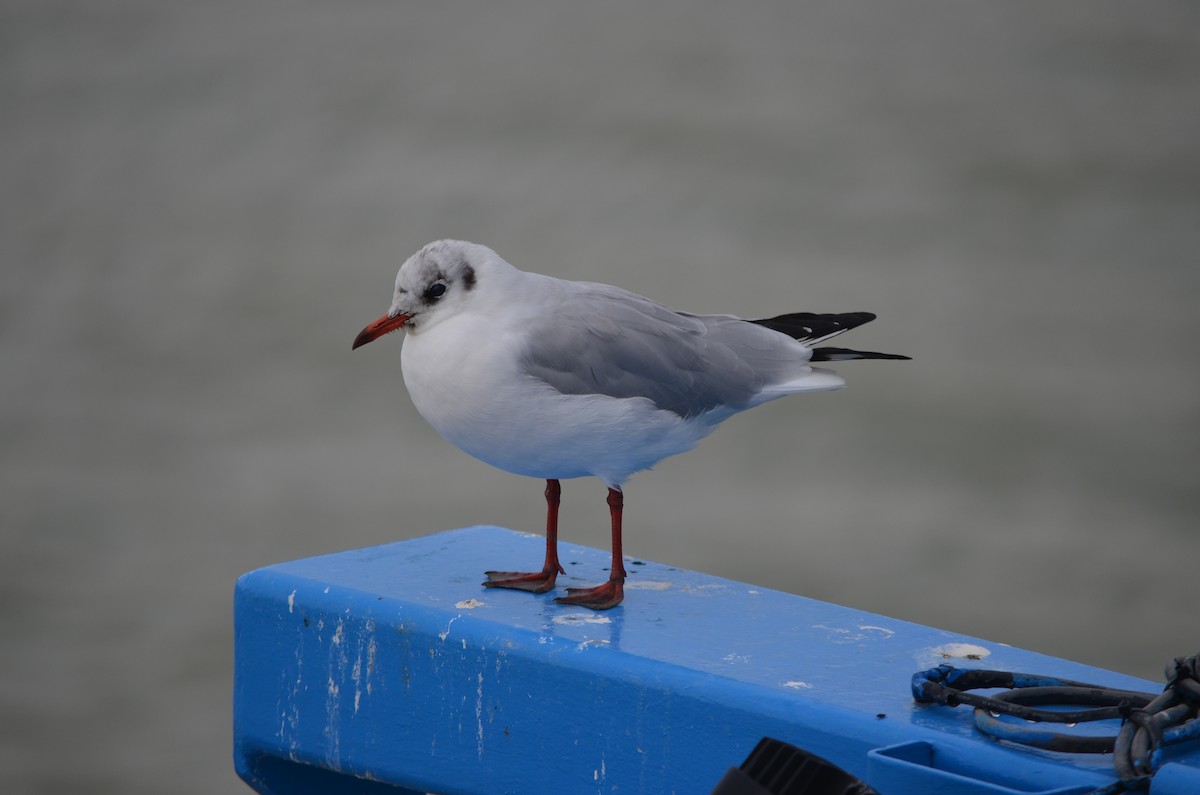 Mouette rieuse - ML611158708