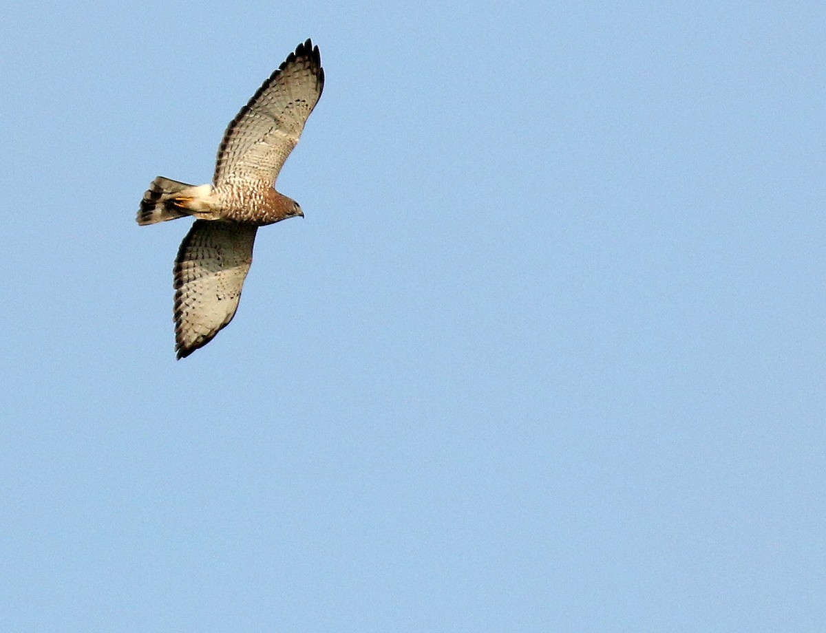 Broad-winged Hawk - ML611158755