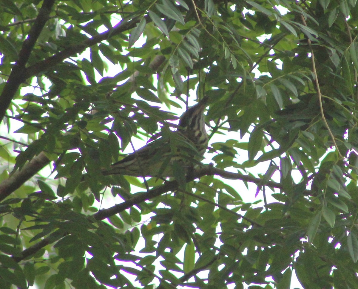 Streaked Flycatcher - ML611158764