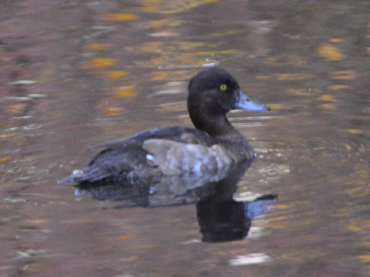 Tufted Duck - ML611158779