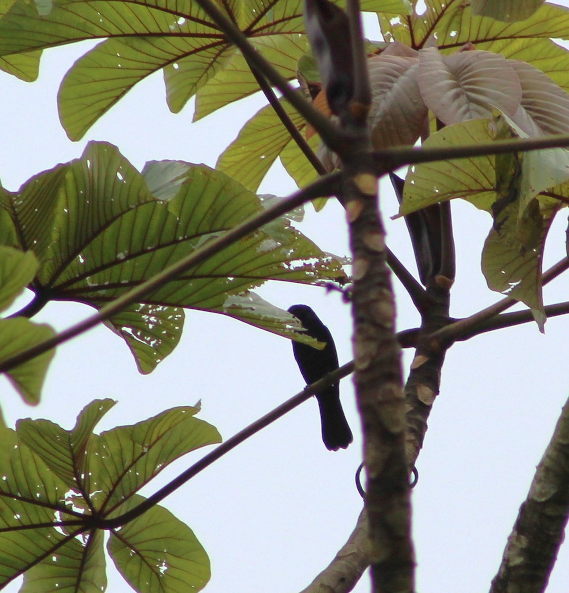 Ruby-crowned Tanager - ML611158836