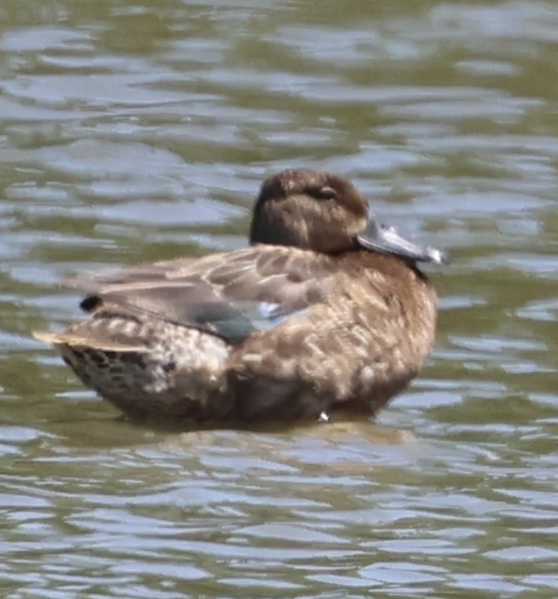 Cinnamon Teal - ML611158867