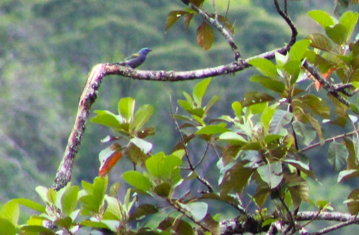 Golden-chevroned Tanager - Pedro Behne