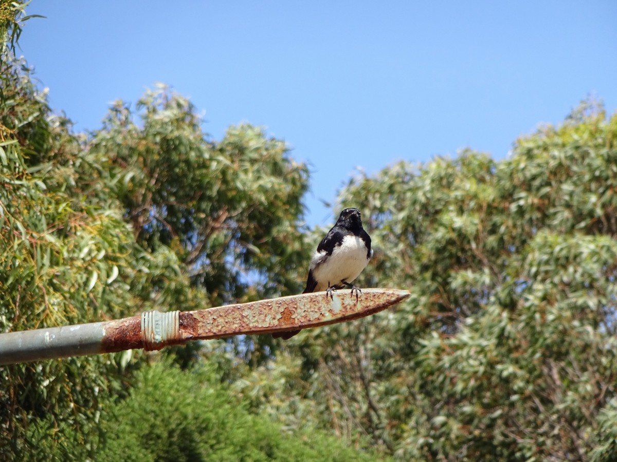 Willie-wagtail - ML611158874