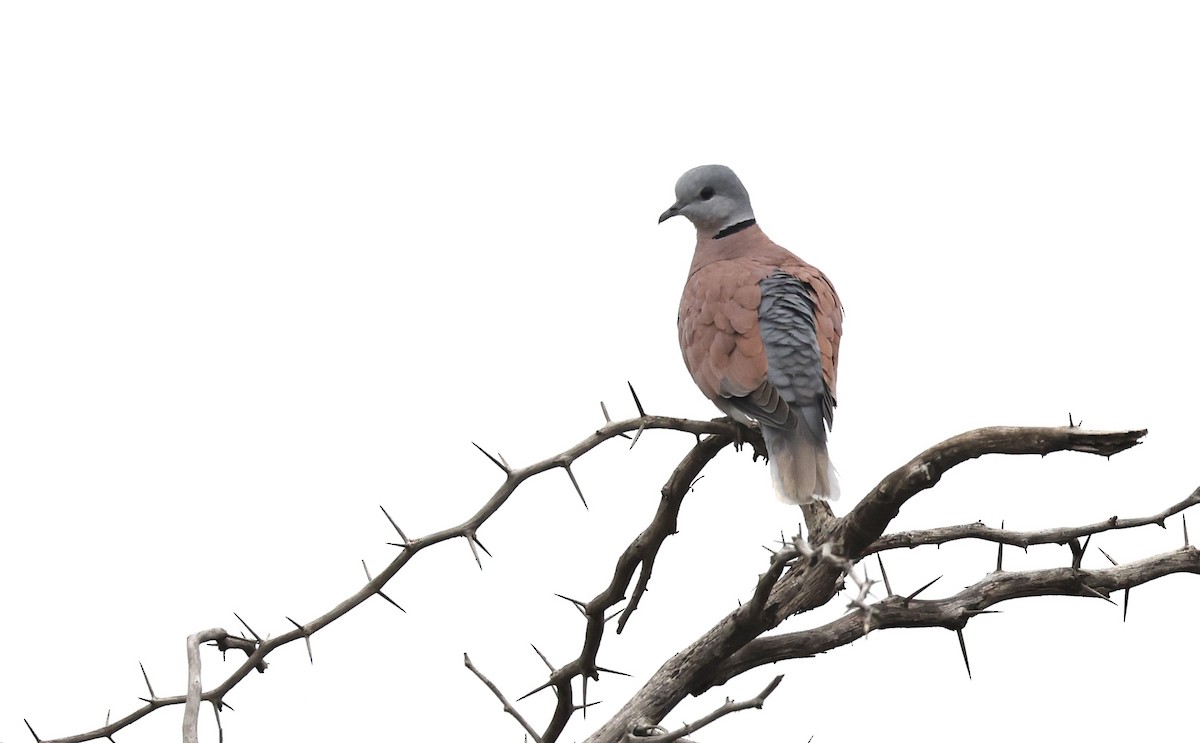 Red Collared-Dove - Anne Bielamowicz