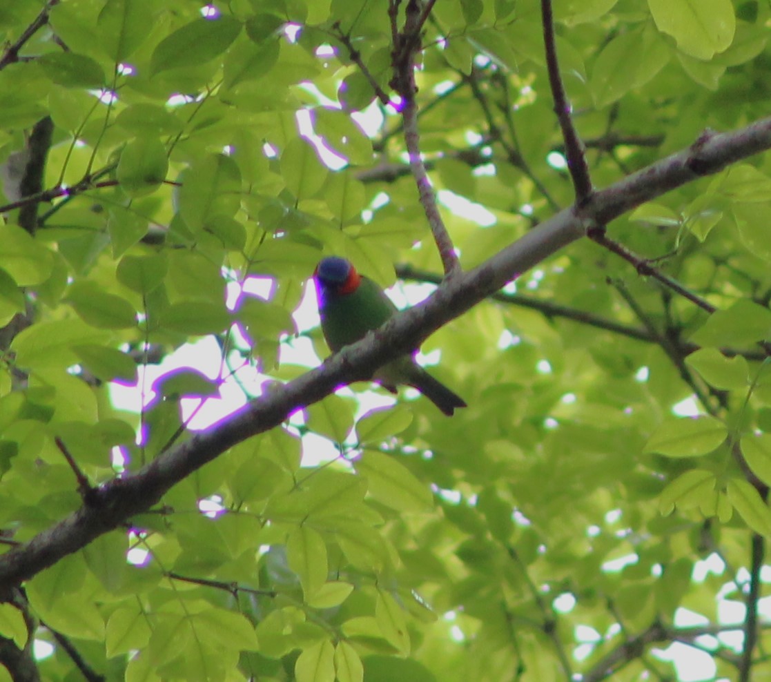 Red-necked Tanager - Pedro Behne