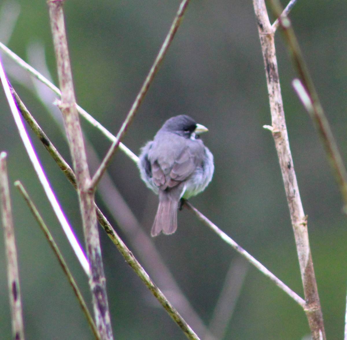 Double-collared Seedeater - Pedro Behne