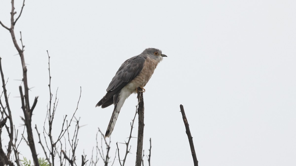 Common Hawk-Cuckoo - ML611158986