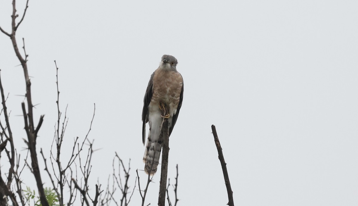 Common Hawk-Cuckoo - ML611158987