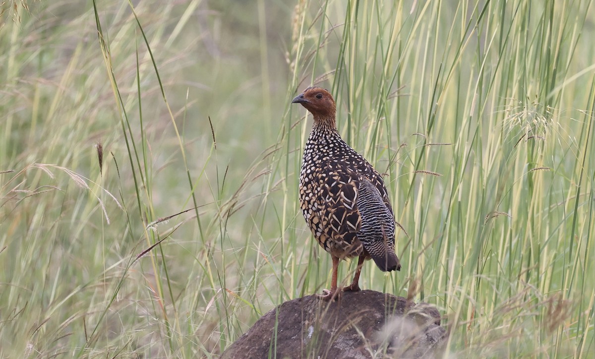 Painted Francolin - ML611159043