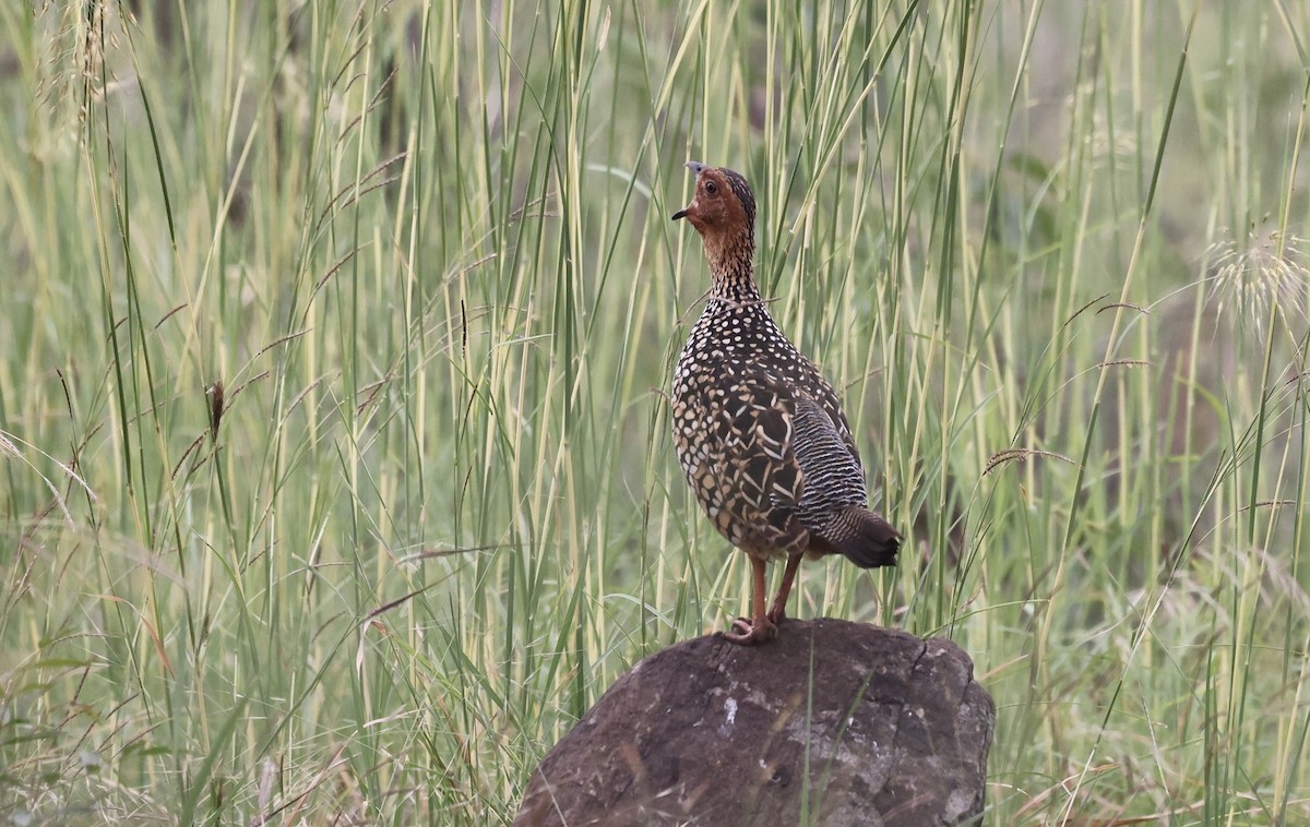 Painted Francolin - ML611159044