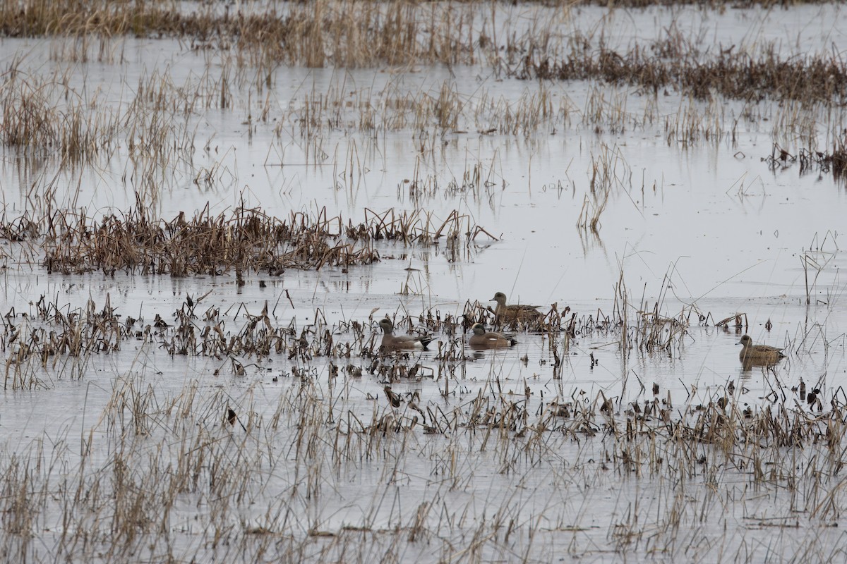 American Wigeon - ML611159141