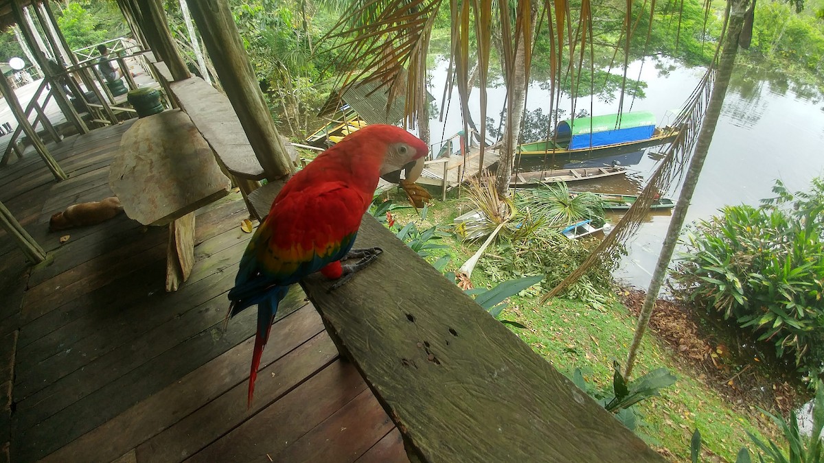 Scarlet Macaw - ML611159160