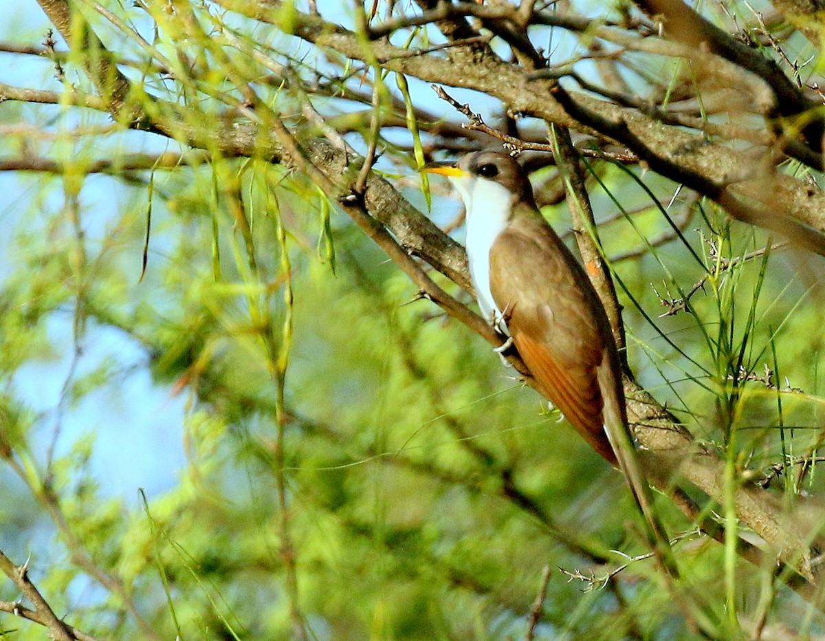 Yellow-billed Cuckoo - Linda  Fell