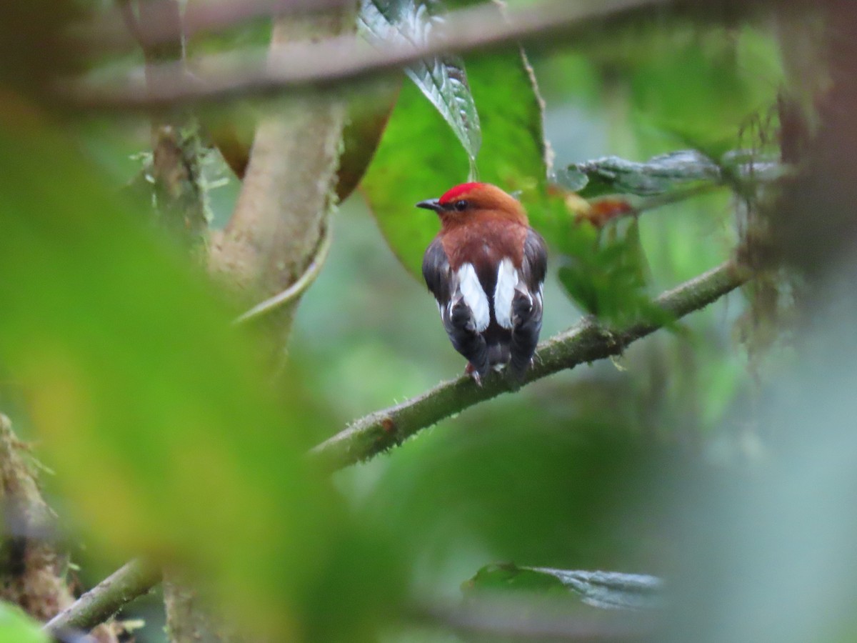 Club-winged Manakin - ML611159189