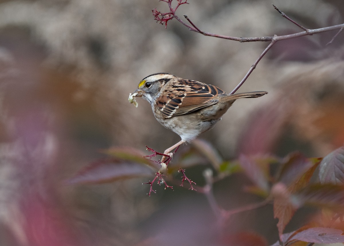 White-throated Sparrow - ML611159241