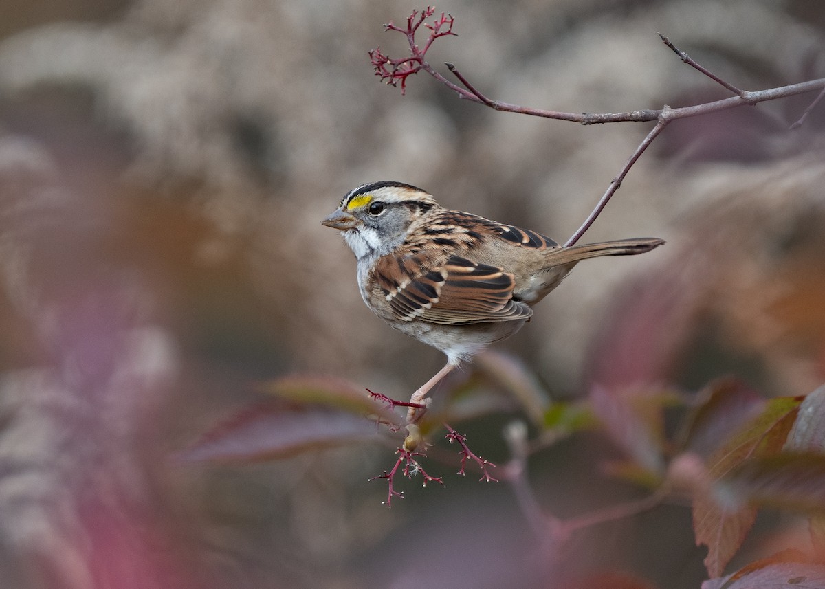 White-throated Sparrow - ML611159242