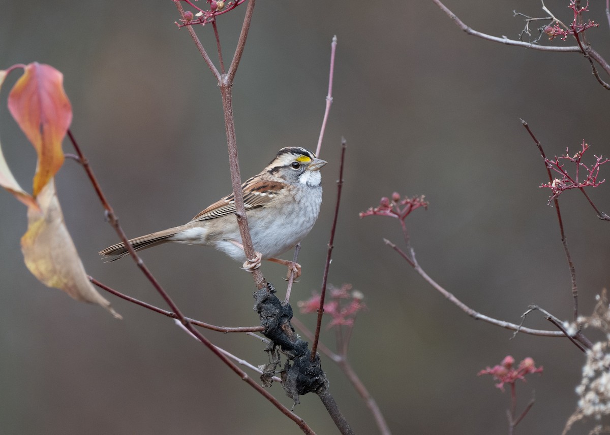 White-throated Sparrow - ML611159243