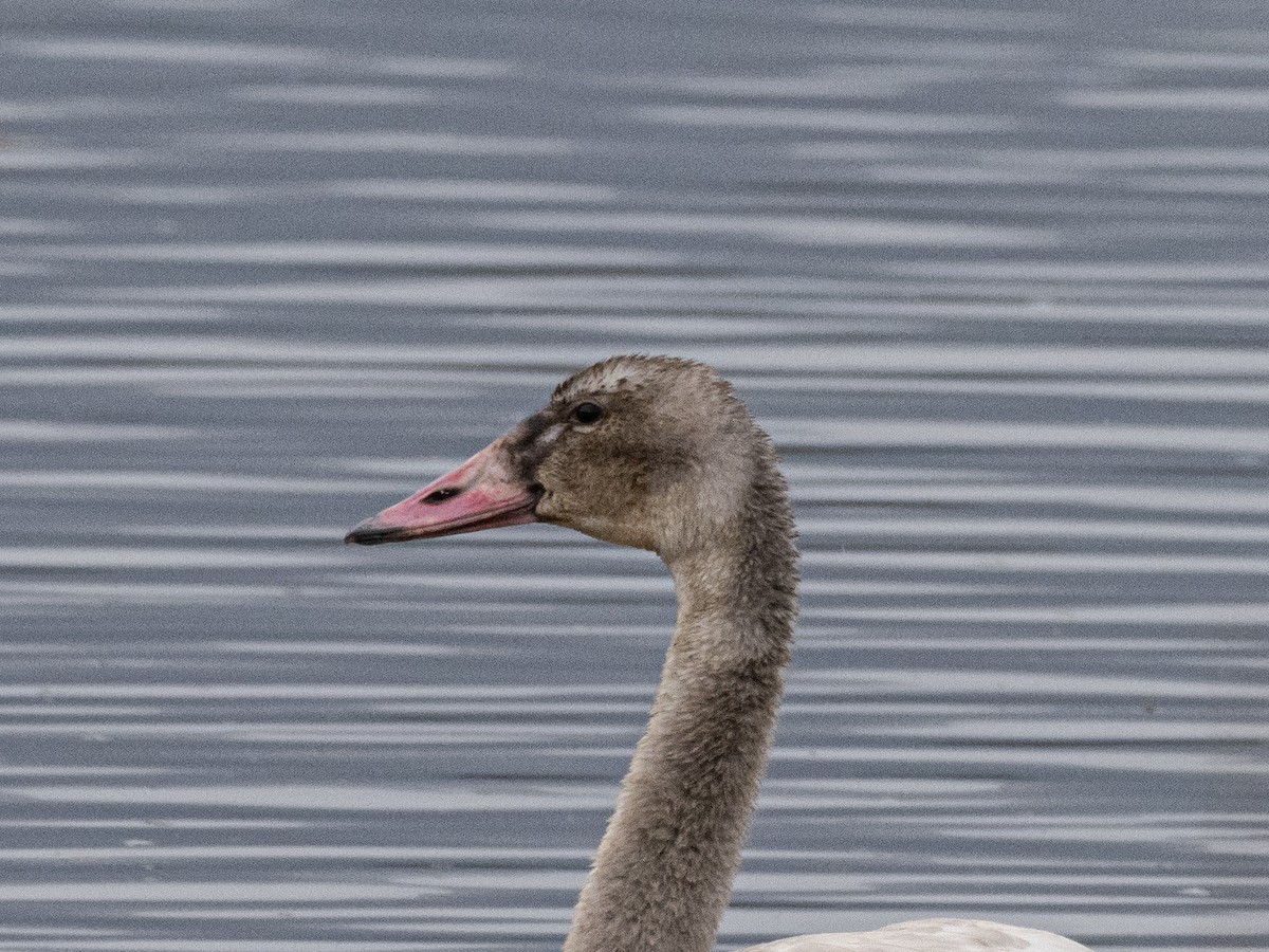 Tundra Swan - ML611159244