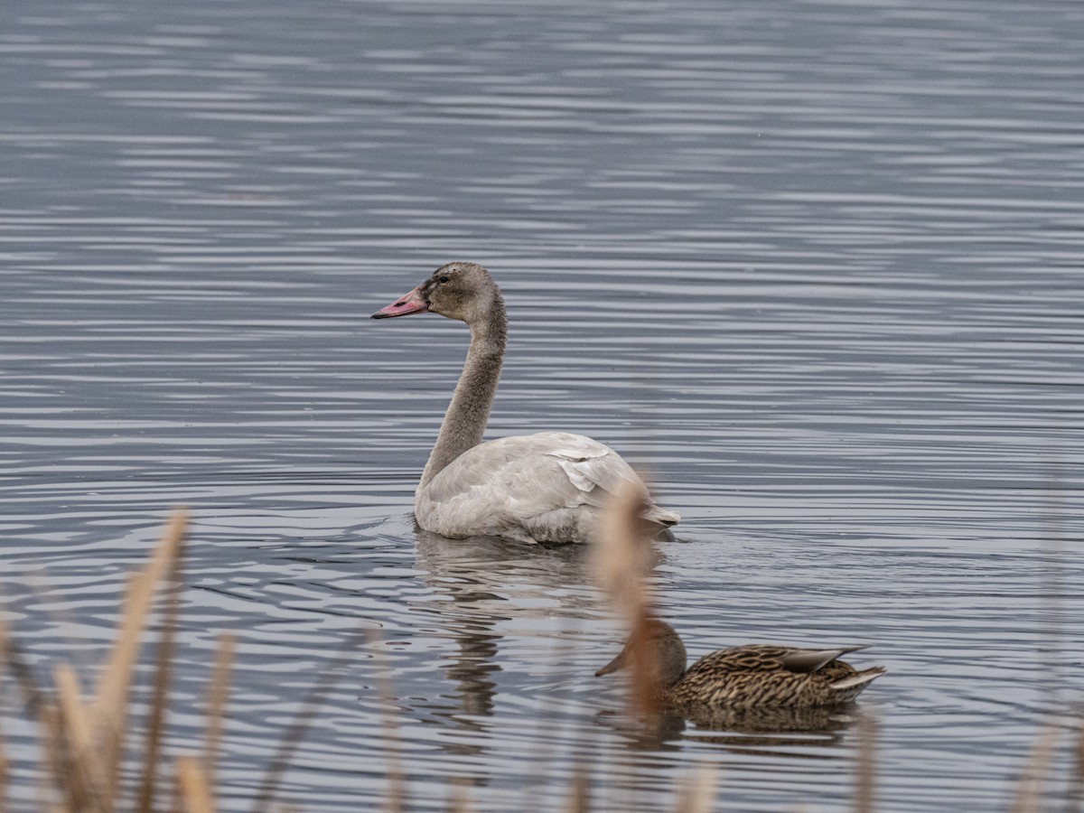 Tundra Swan - ML611159245