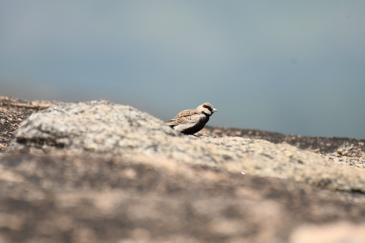 Ashy-crowned Sparrow-Lark - ML611159251