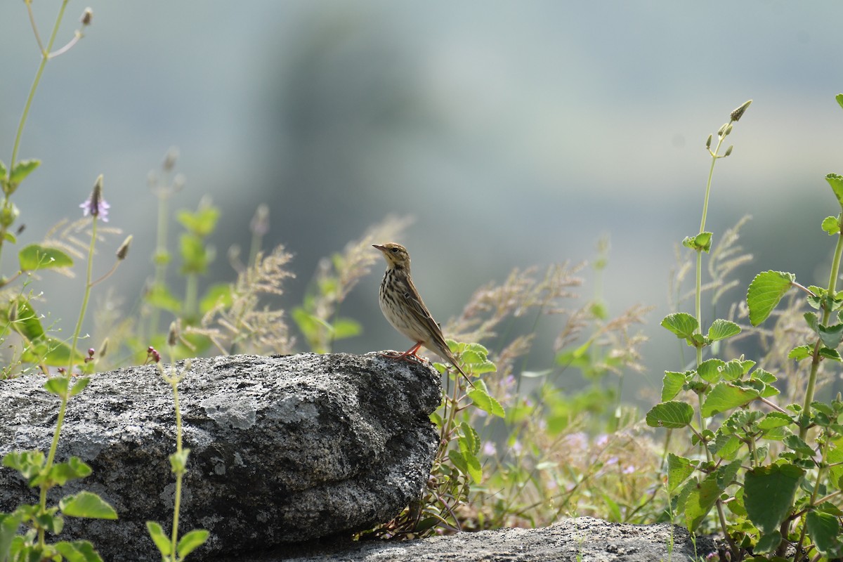 Tree Pipit - Nishad Eshaal