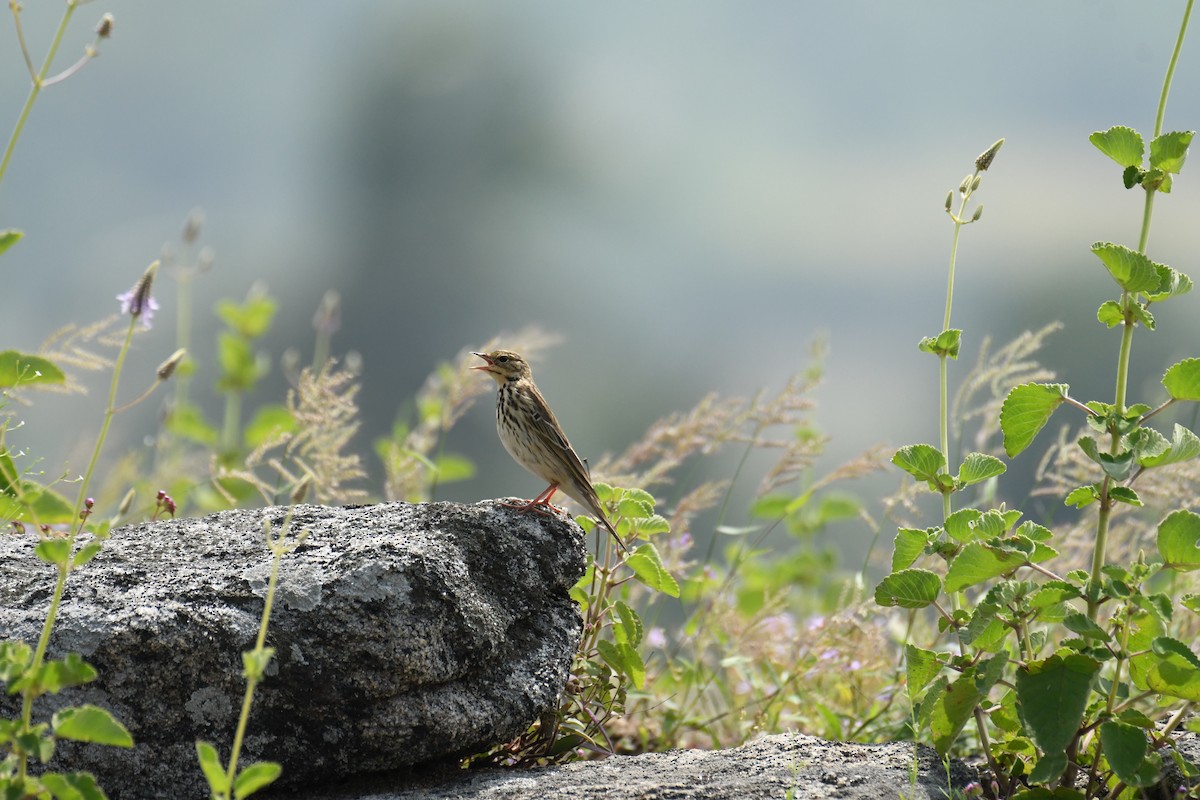 Tree Pipit - ML611159259