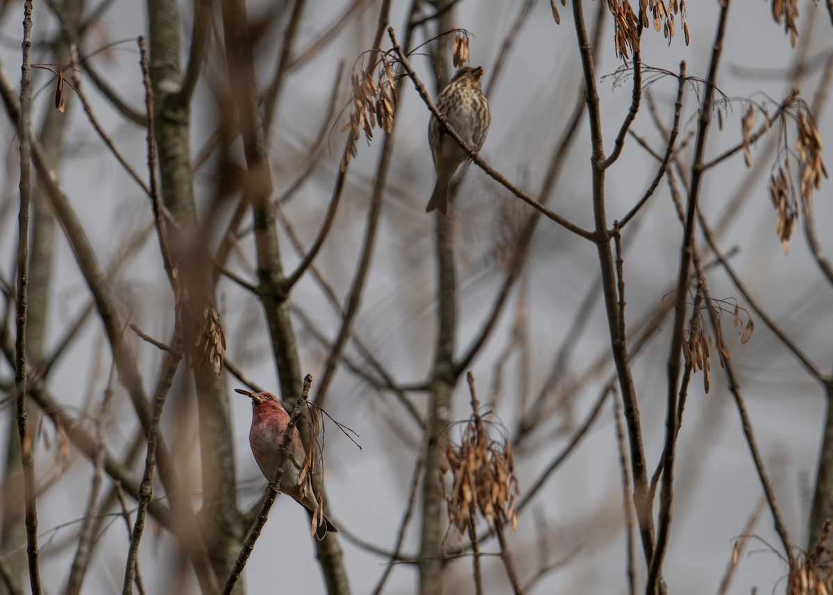 Purple Finch - ML611159345