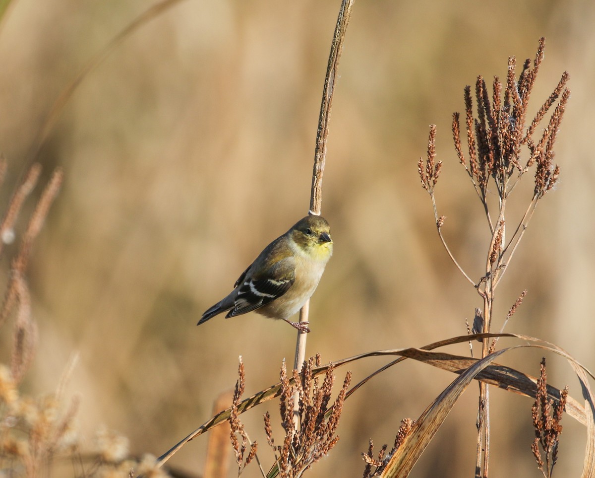 American Goldfinch - ML611159408