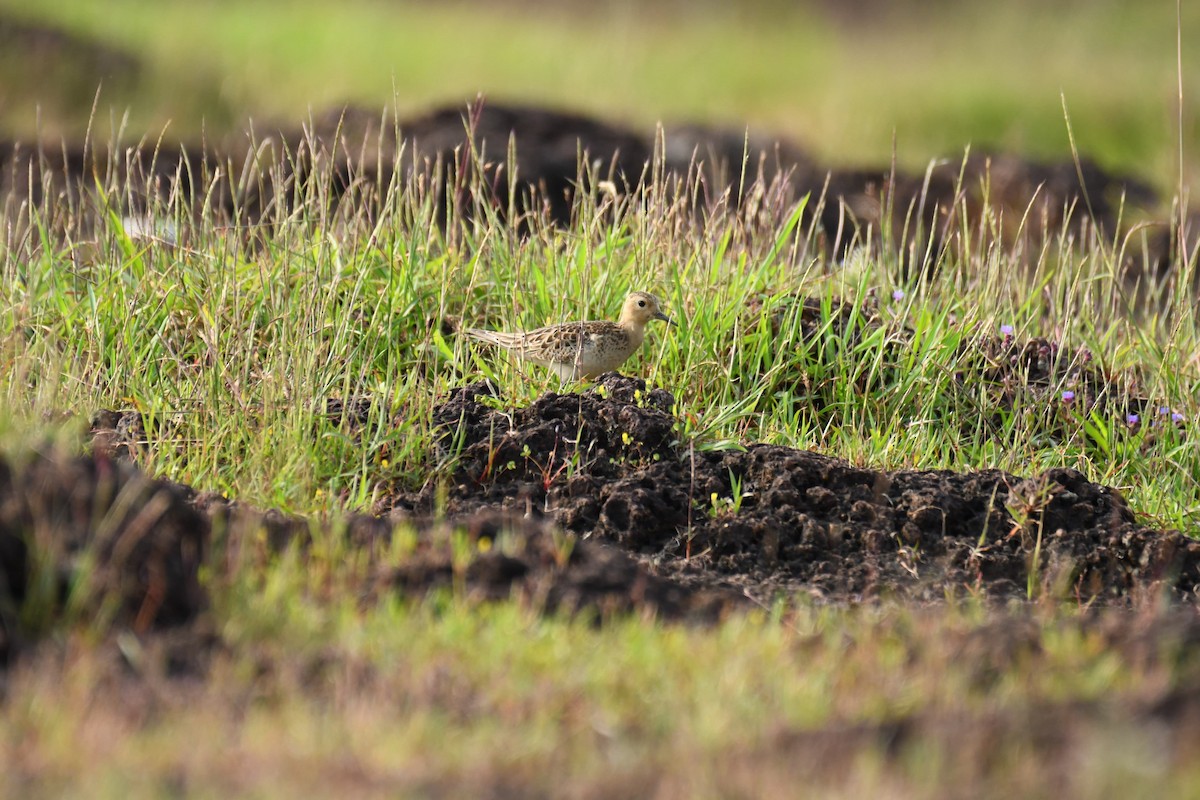 Buff-breasted Sandpiper - ML611159410