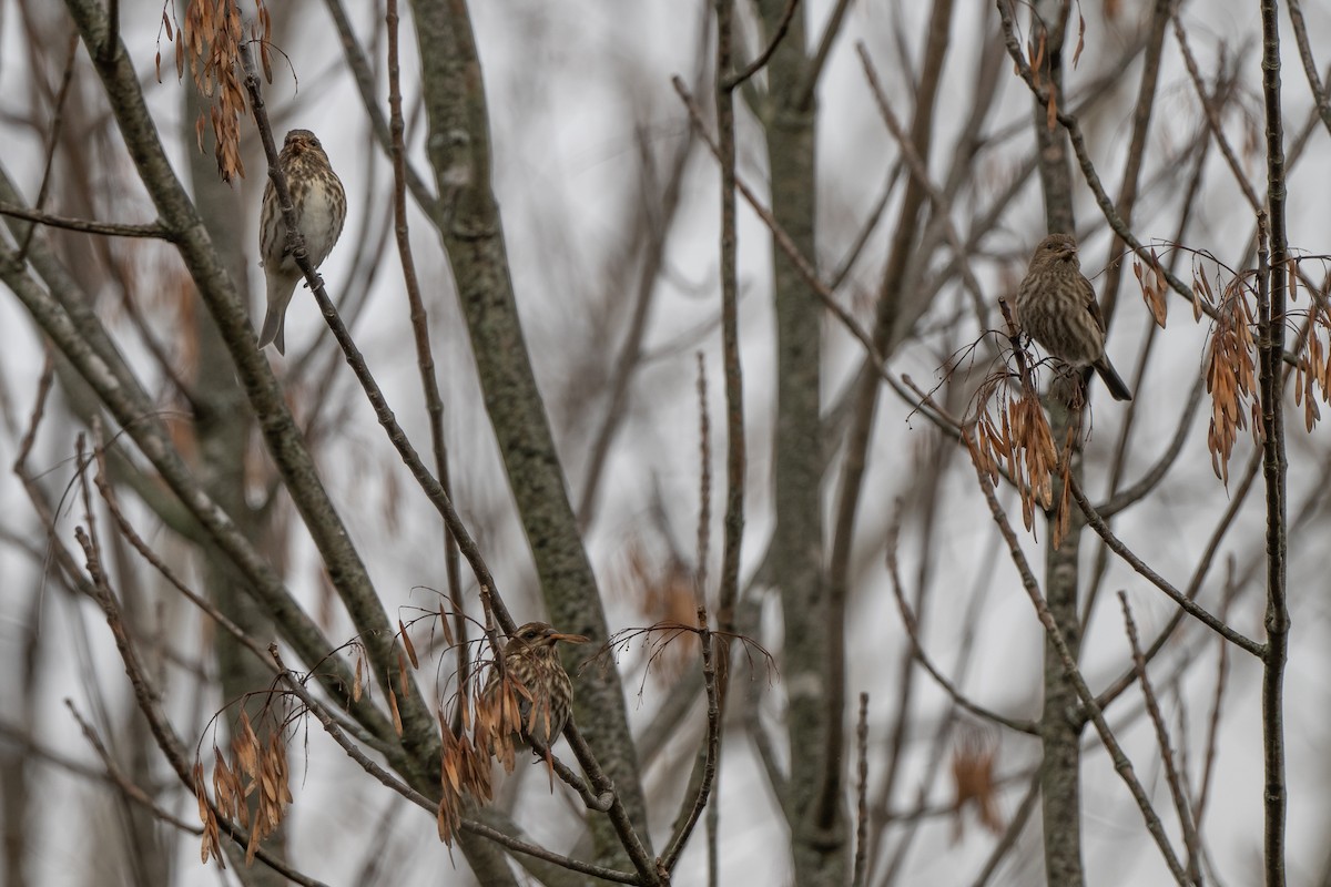 Purple Finch - ML611159411