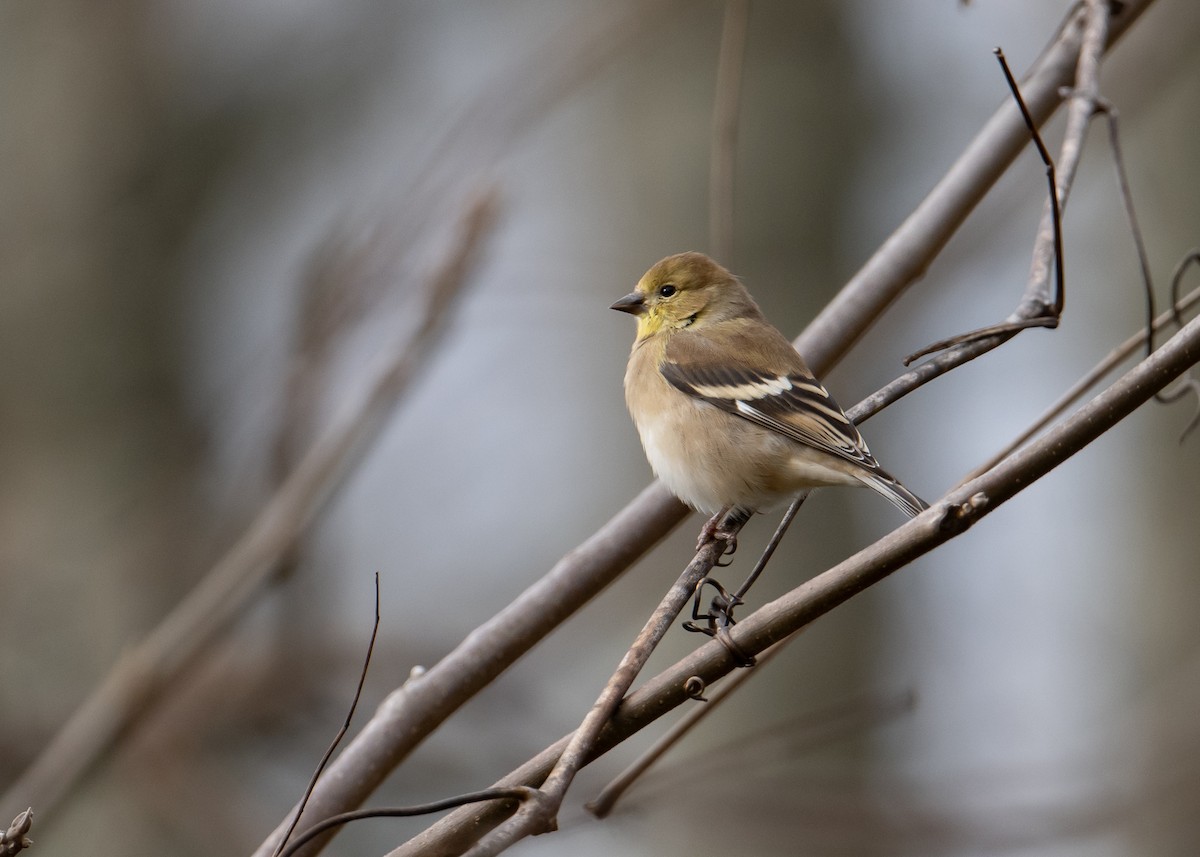 American Goldfinch - ML611159415