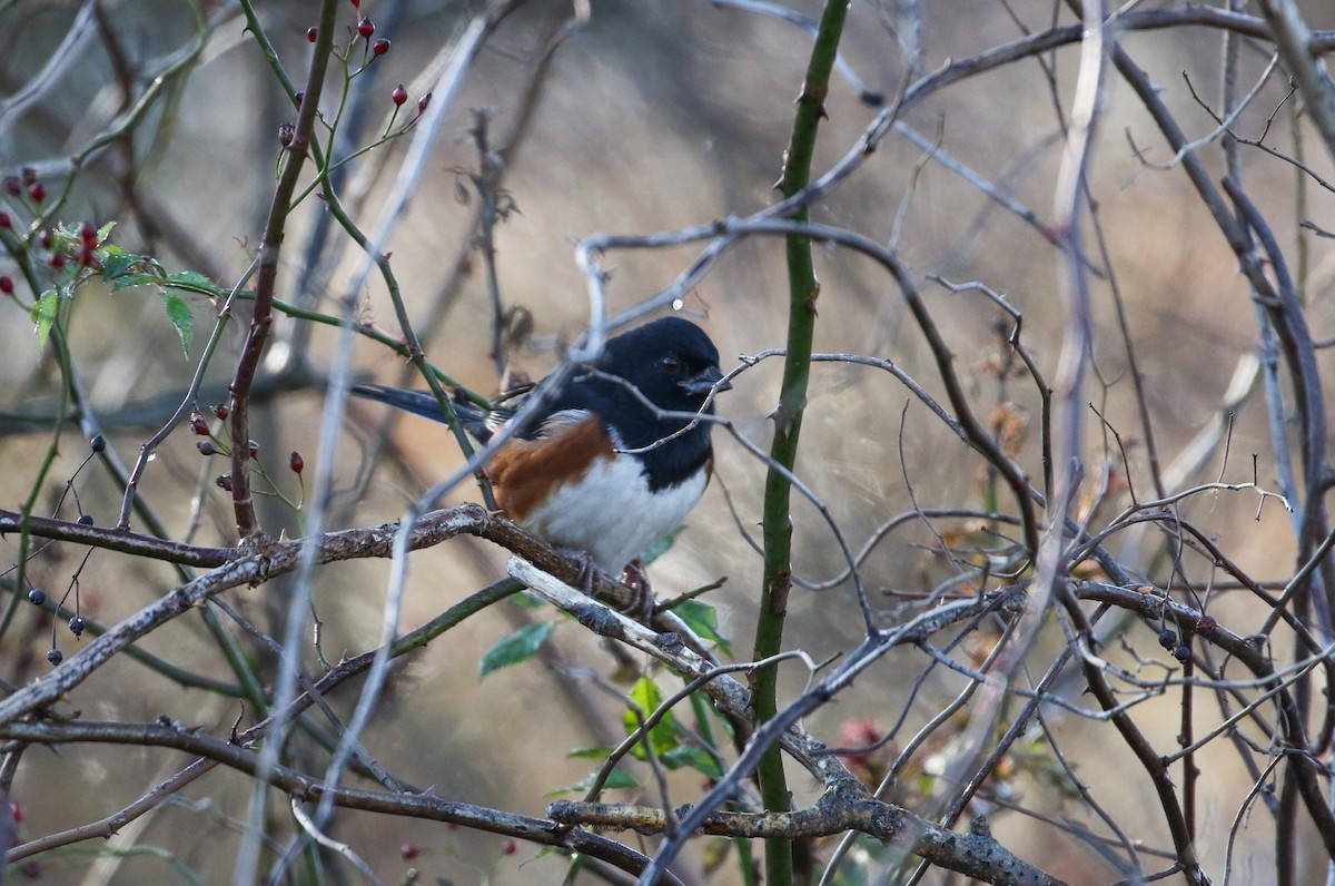 Eastern Towhee - ML611159422