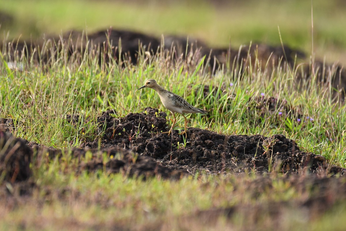 Buff-breasted Sandpiper - ML611159426