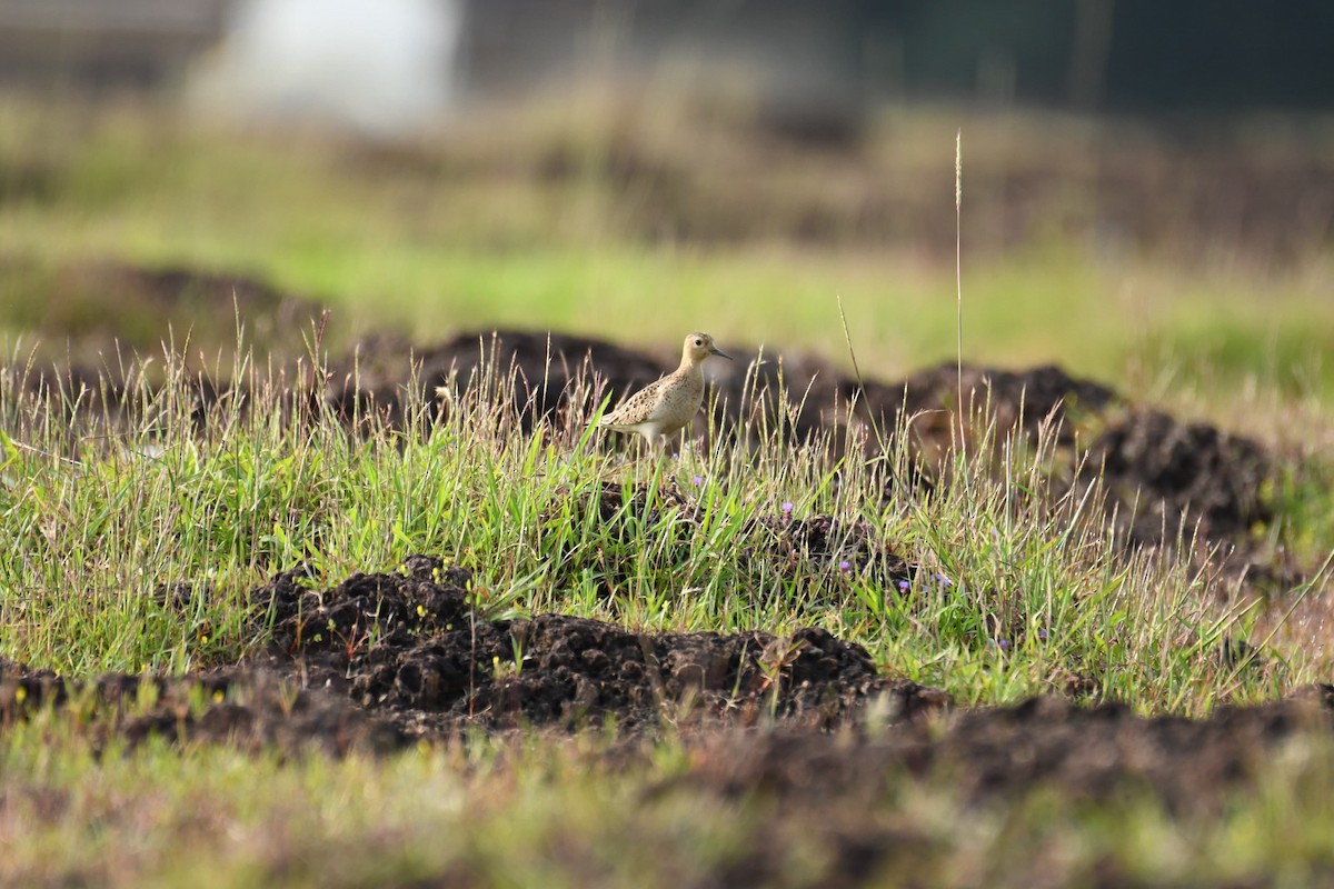 Buff-breasted Sandpiper - ML611159444