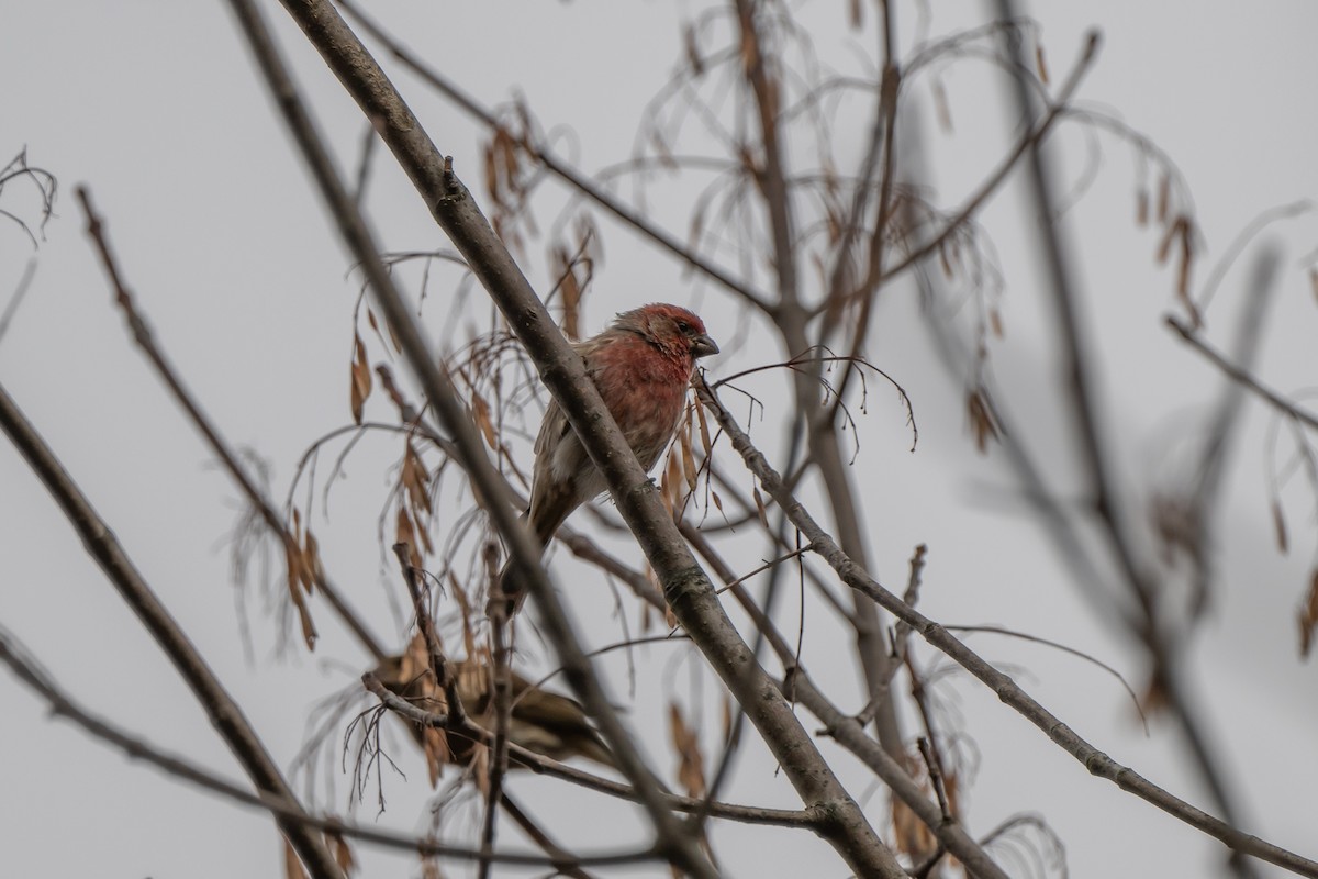 Purple Finch - ML611159448