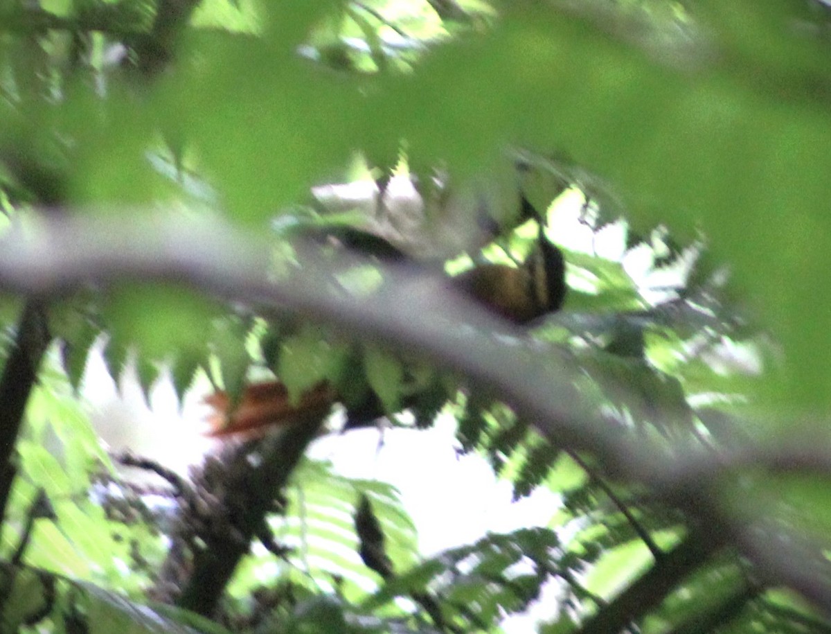 White-browed Foliage-gleaner - Pedro Behne