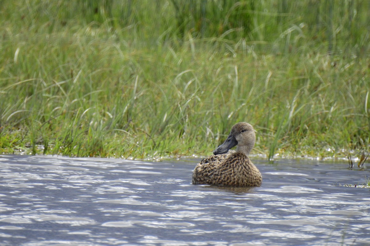 Red Shoveler - ML611159505