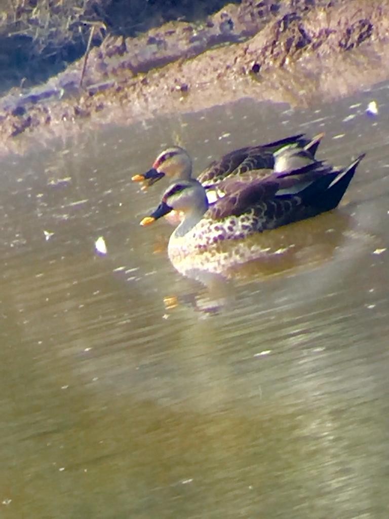 Indian Spot-billed Duck - ML611159512