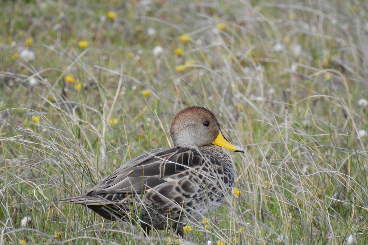 Yellow-billed Pintail - ML611159520