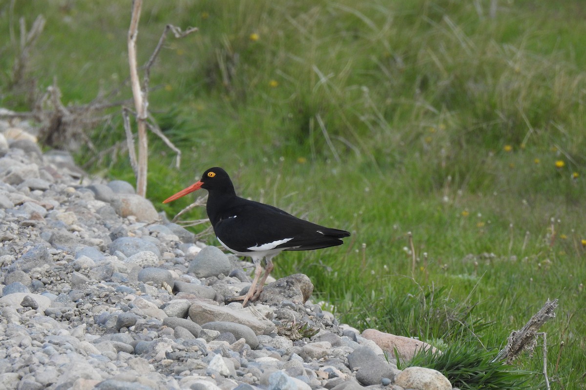 Magellanic Oystercatcher - ML611159530