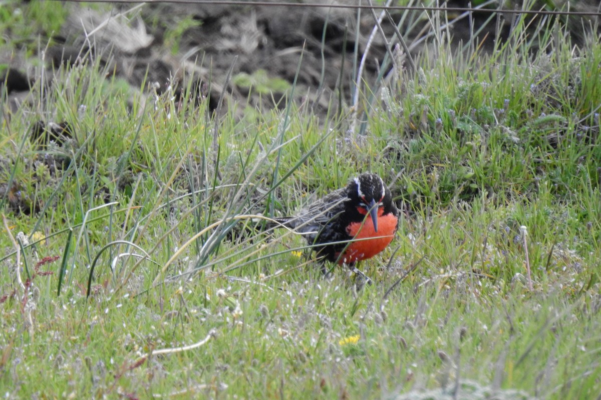Long-tailed Meadowlark - ML611159566