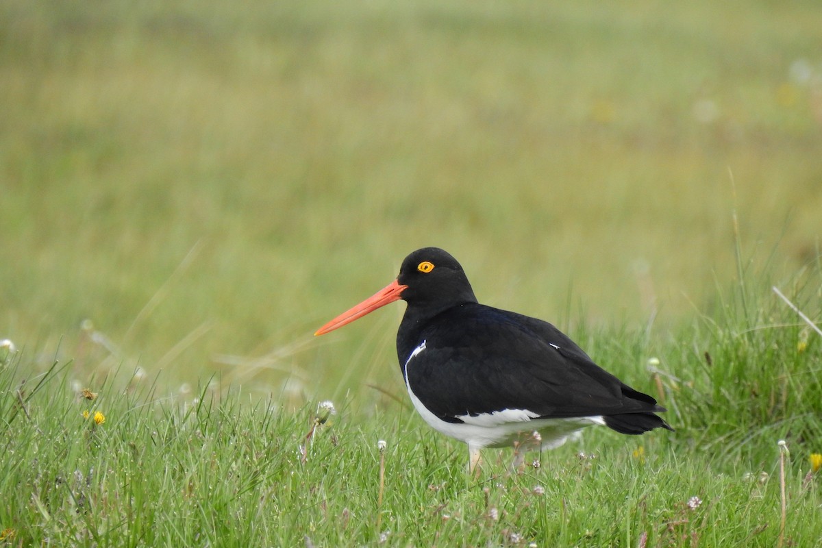 Magellanic Oystercatcher - ML611159585
